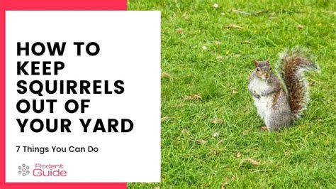How To Keep Squirrels Out Of Your Yard 7 Ways Diy Rodent Control