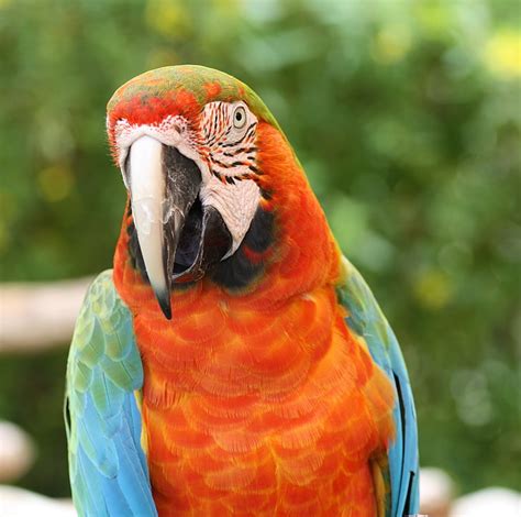 Parrot Macaw Bird Beak Red Blue Hd Wallpaper Wallpaperbetter