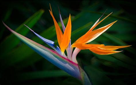 Bird Of Paradise Flower India Will Be A Thing Of The Past And Heres