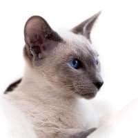 BIOL - Siamese Cats & Mutations - mutation genetics biology question