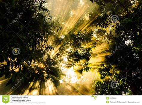 Beams Of Morning Sun Filtering Through The Tree And Fog Stock Image