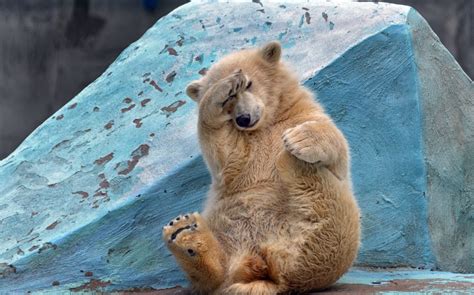 Downward Facingpolar Bear Incredible Snaps Of Bendy