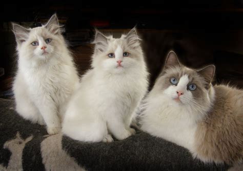 Blue Bicolor Ragdoll Cat Blue Moon And Two Of Her Daughters Ragdoll