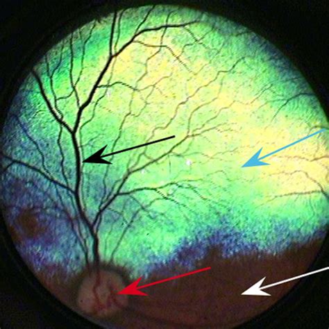Image Gallery Canine Fundus Diseases Clinicians Brief