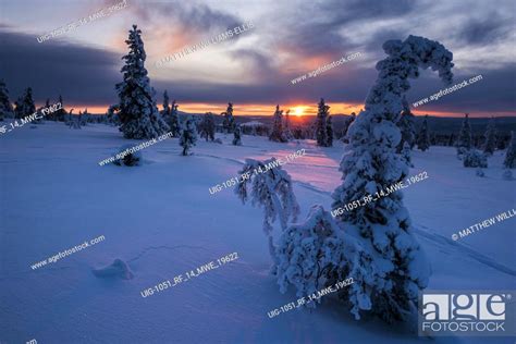 Snow Covered Winter Landscape At Sunset Lapland Pallas Yllästunturi