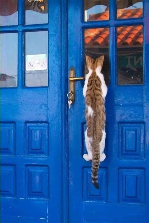 A Cat Climbing Up The Side Of A Blue Door
