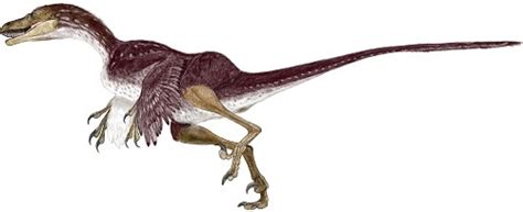 Bambiraptor Pictures & Facts - The Dinosaur Database