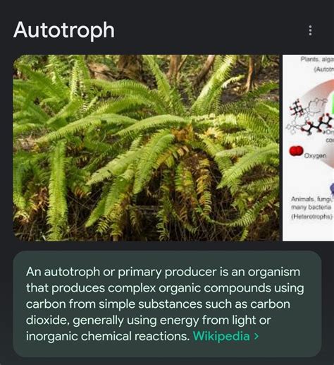 Autotroph Definition Types And Examples Biology Dictionary In 2023