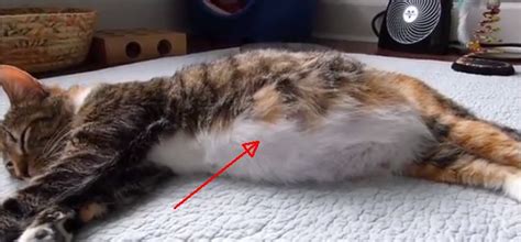 Unborn Kittens Amazingly Pulses In Pregnant Cats Belly Virality Facts