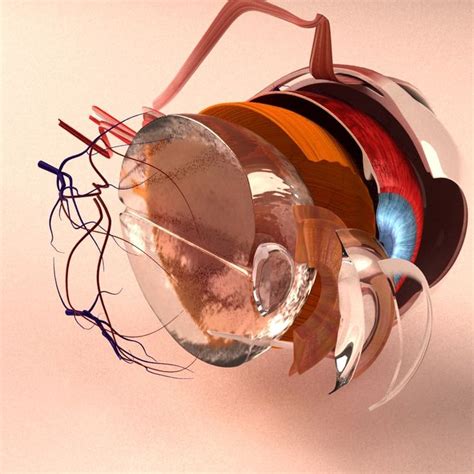 3d Model Human Eye Section Eye Anatomy Human Eye Medical Illustration