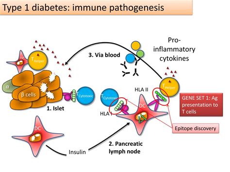 Ppt Who Gets The Autoimmune Disease Type 1 Diabetes And Why
