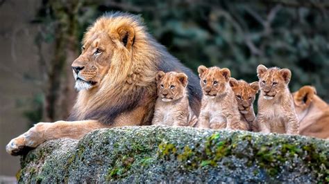 Big Lion And Baby Lions Are Sitting On Rock In Blur