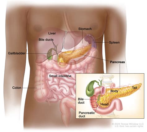 Pancreatic Cancer Treatment Adult Pdq® Patient Version Nci