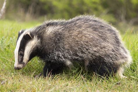 How To Get Rid Of A Badger From Your Garden Garden Likes