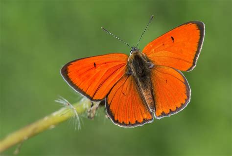 Large Copper | Butterfly Conservation