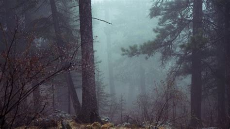 Free Photo Dark Foggy Forest