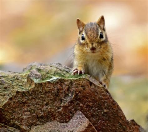 Eastern Chipmunk Facts Diet Habitat And Pictures On Animaliabio