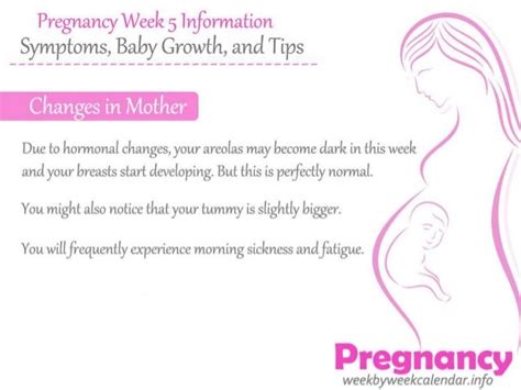 Pregnancy Week 5 Information Symptoms Baby Growth And Tips