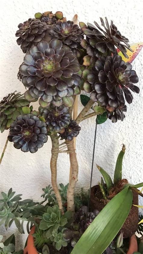 Learn care, propagation and growing tips here. Aeonium arboreum 'Schwarzkopf' (con imágenes)