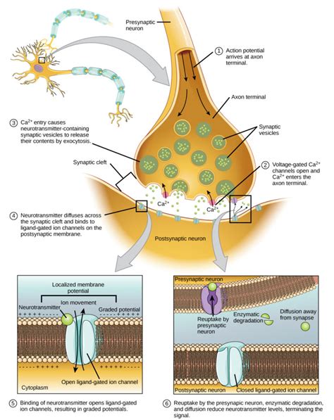 Nerve Impulse Definition Mechanism Process And Types 2022