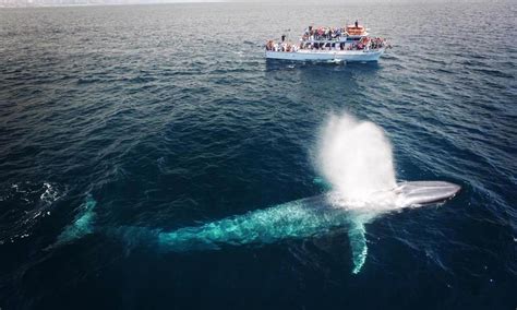 Best Whale Watching Tours In Los Angeles