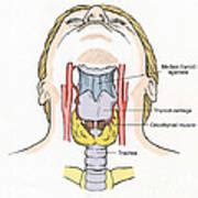 Illustration Of Throat Anatomy Photograph By Science Source Fine Art