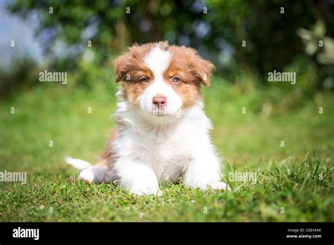 Australian Shepherd Puppy Lying Stock Photo Alamy