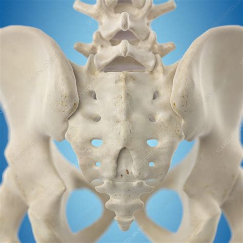 Human Hip Bone Artwork Stock Image F0093805 Science Photo Library