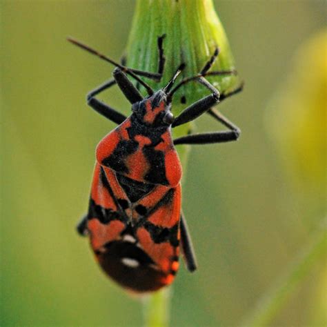Stink Bug Pictures How To Identify Common Stink Bugs In Us