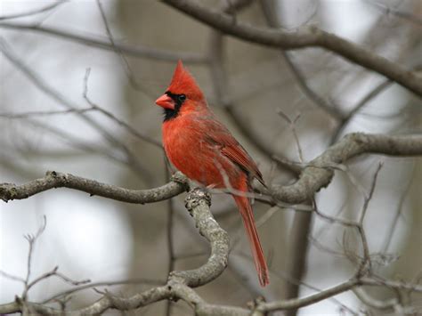 The Northern Cardinal Ohios State Bird Nature Blog Network