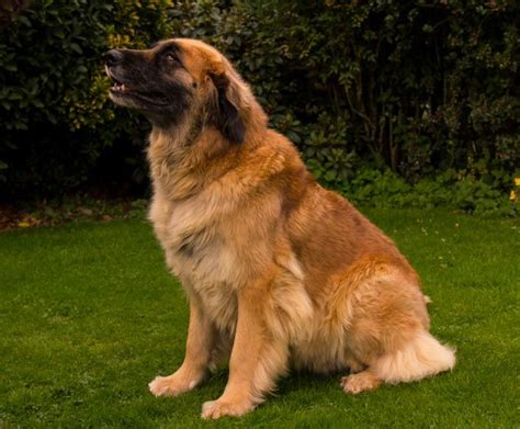 Leonbergers crave time with their owner. Leonberger puppies - Kennel Club Assured Breeder ...
