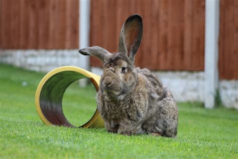 10 Largest Rabbit Breeds In The World With Pictures Pet Keen