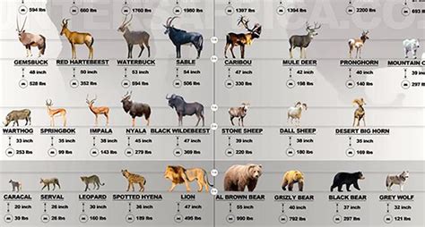 African animals names and sounds for kids to learn. big game | Arnold Zwicky's Blog