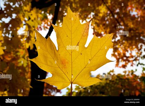 Canadian Fall Foliage Stock Photo Alamy