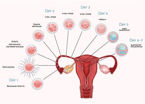Implantation Overview Process And Symptoms