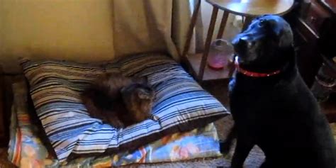 Cats Stealing Dogs Beds Video