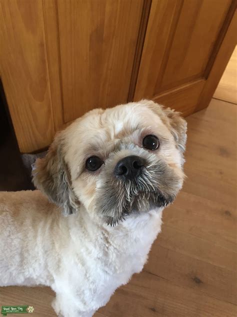 4th Generation Pure Breed Shih Tzu For Stud Stud Dog In Cheshire The