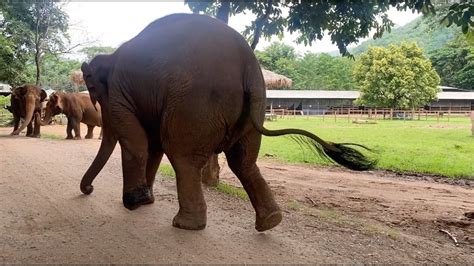 Handicap Elephant Thai Koon React To Her Friend Voice And Run To