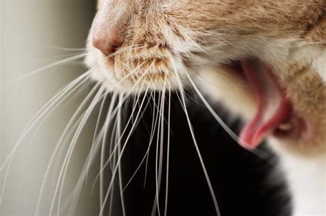Why would anyone want to disturb their natural sensors? Your Cat's Whiskers