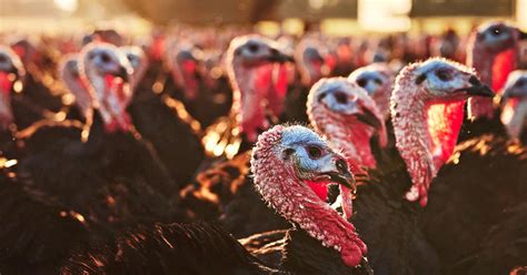 why pasture raised turkeys are getting so much attention this thanksgiving meat and seafood