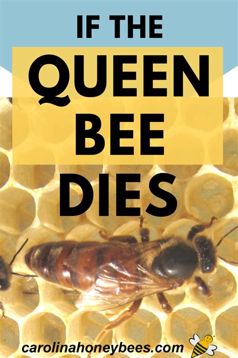What Happens If The Queen Bee Dies Carolina Honeybees Honey Bees