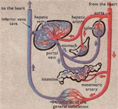 Veins contain valves to stop the blood flowing backwards. physics: Liver Circulatory System
