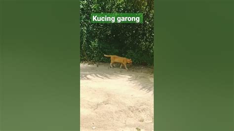 Kucing Garong Youtube