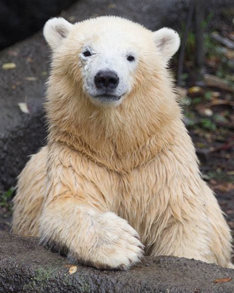 Check spelling or type a new query. Polar bear Kali will go to St. Louis Zoo in Missouri from ...