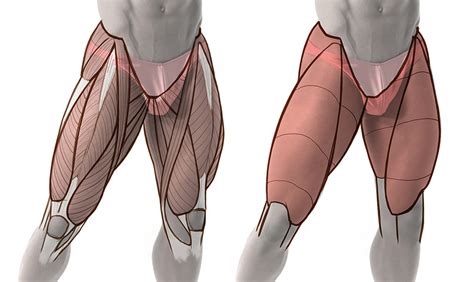 The upper one has the shape of a kite (it supports the neck from the back), and the lower one here's a quick diagram of leg muscles for your reference. Draw accurate bones and muscle | Creative Bloq