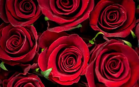 Czerwone Kwiaty Róże