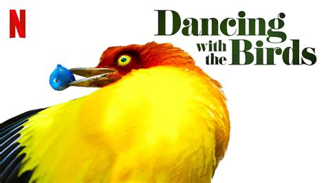 دانلود مستند رقص با پرندگان دوبله فارسی Dancing With The Birds 2019
