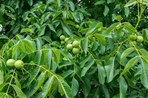 Trees With Pinnate Leaves Hickory Ash Walnuts