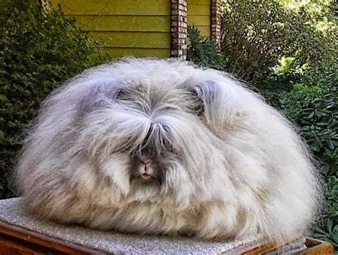 The Most Fluffy Bunny In The World Sussurroeterno