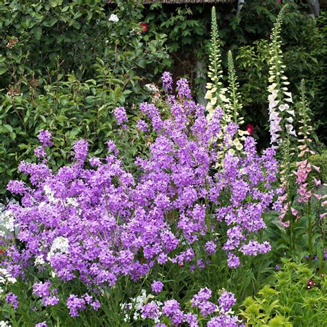 Dames Rocket Seeds Violet Packet Purple Flower Seeds Heirloom